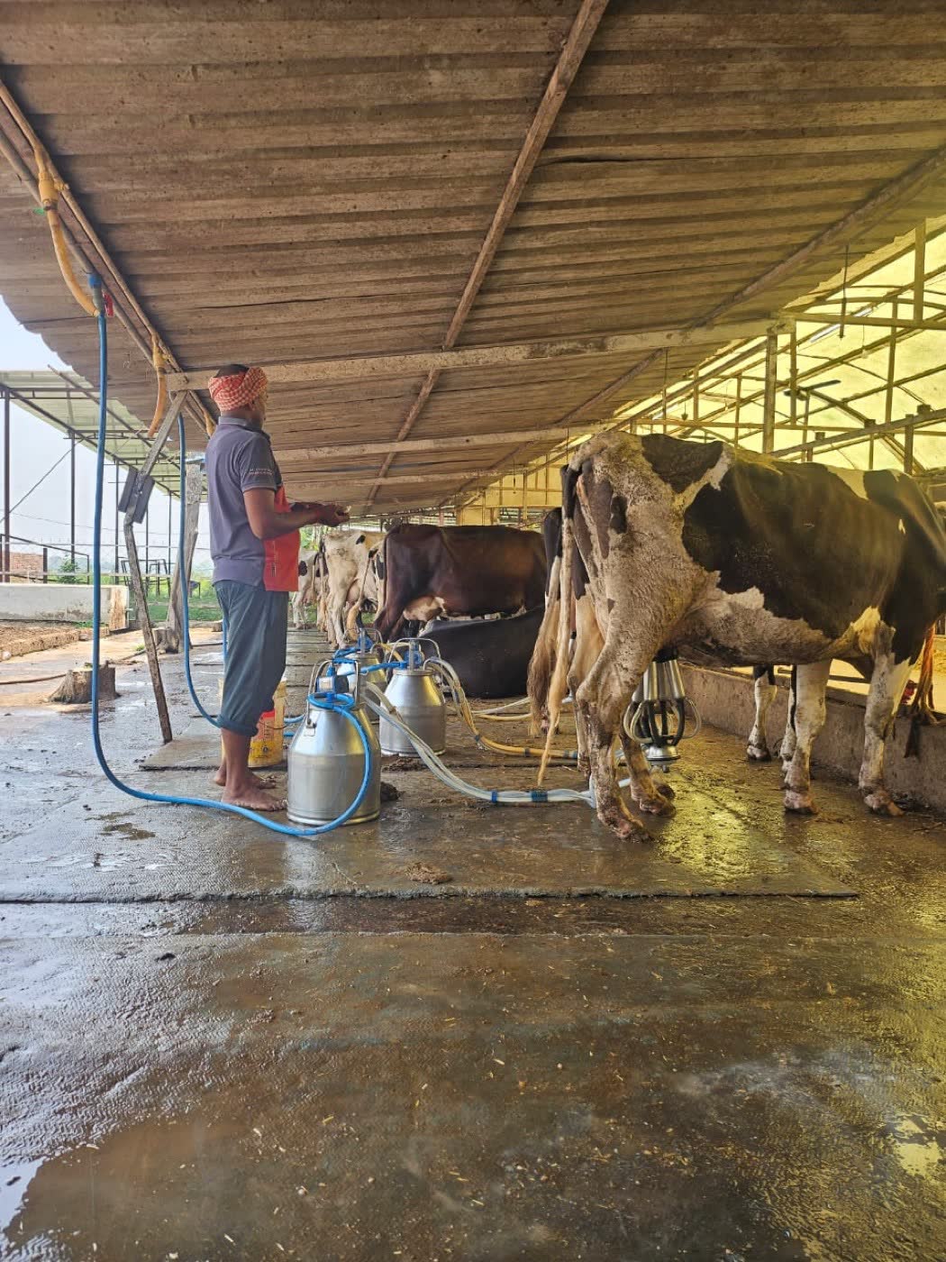 Machine milking at Sri Radha Mohan Dairy Farm