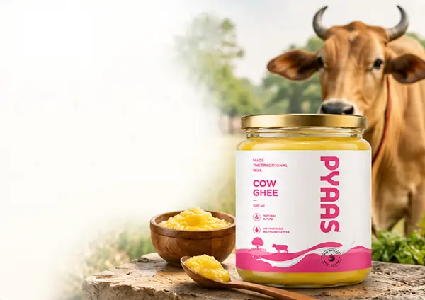 A jar of PYAAS cow ghee on a stone, a cow grazing behind it