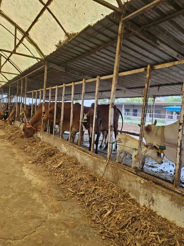Cows feeding in the shed at Sri Radha Mohan Dairy, Gonda