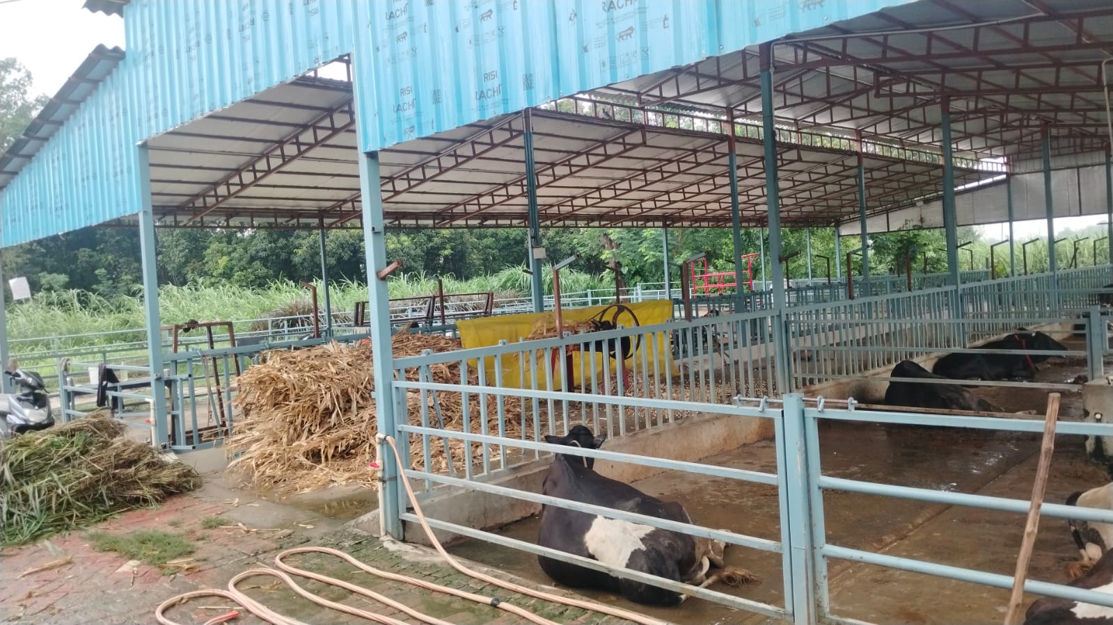 Cattle at Ranjeet Singh Dairy Farm, Gonda