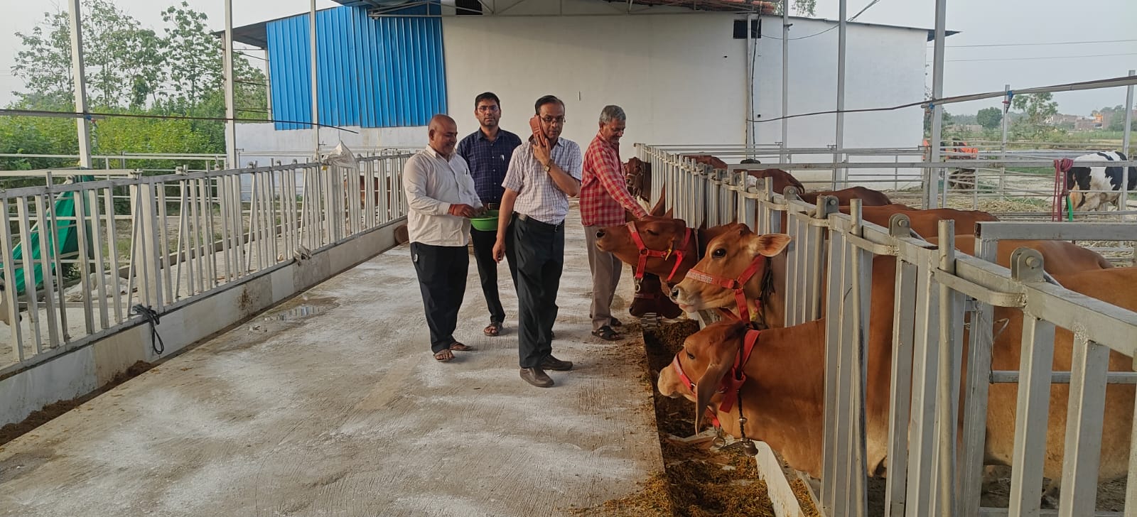 Cattle at Gonard Dairy, Gonda