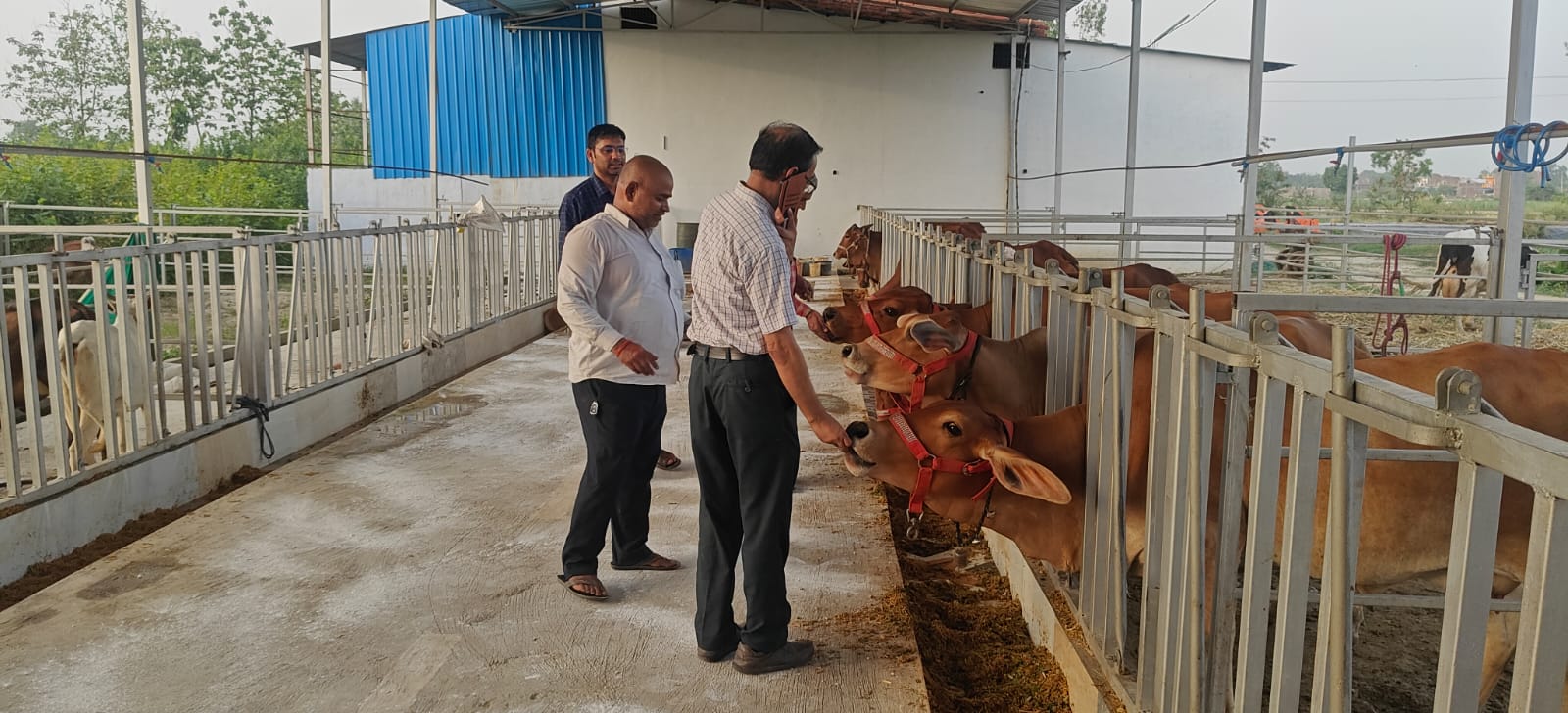 Cattle at Gonard Dairy, Gonda