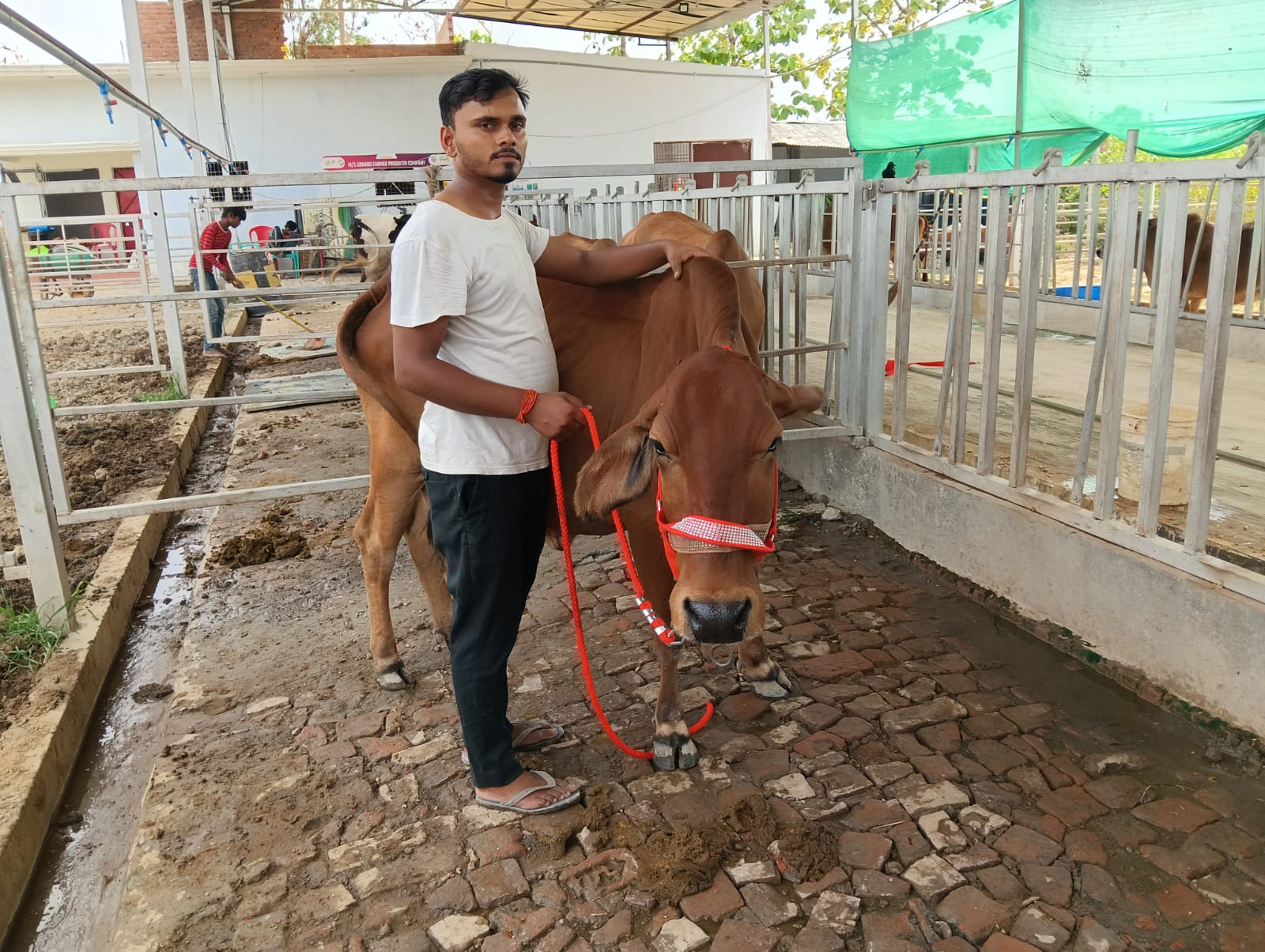 Gonard Dairy farm, Gonda